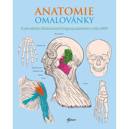 Anatomie omalovánky